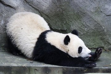 Obraz premium Funny pose of Sleepy Panda Cub, Chengdu, China