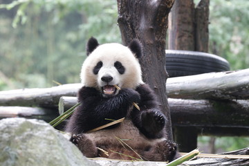 Obraz na płótnie Canvas Panda Cub is Learning to Eat Bamboo, China