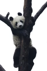 Gardinen Panda Little Panda Cub on the Tree, China  © foreverhappy