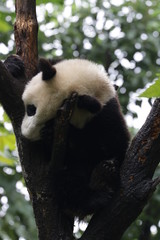 Obraz premium Sleeping Panda on the Tree, China
