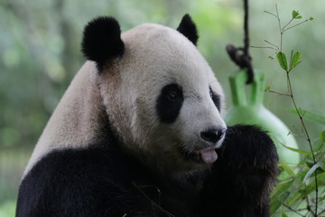 Close up American Born Panda, Tai Shan, Wolong, Panda Paradise, China