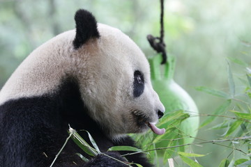 Close up American Born Panda, Tai Shan, Wolong, Panda Paradise, China