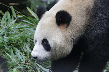 Obraz premium giant panda is Looking at Something Seriously