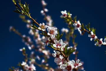 Almond tree branch with flowers and leaves