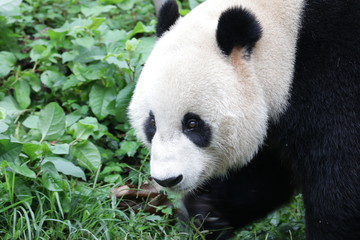 Fototapeta premium American Born Panda, Xiao Li Wu, China