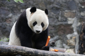 Obraz premium American Born Panda, Xiao Li Wu, China