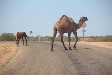 Camel and horse on the road
