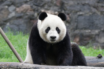 American Born Panda, Xiao Li Wu, China
