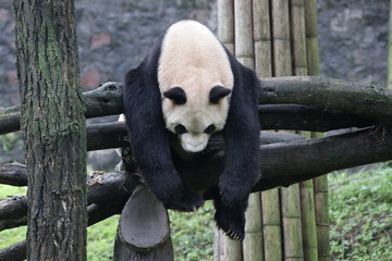 Obraz premium Funny Pose of Sleeping Panda on the Wood Structure