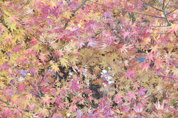 Autumn oak tree with mixed red and green leaves