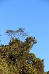 Trees on a cliff against the blue sky
