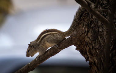 Portrait of a Squirrel