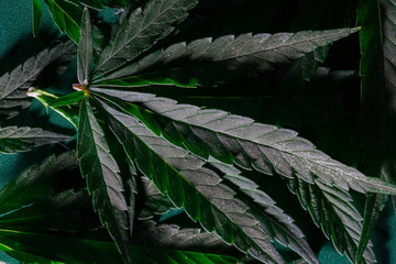 Background from cannabis drug leaves.