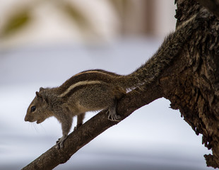Portrait of a Squirrel
