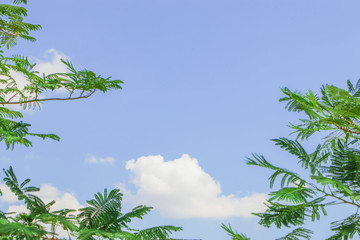 Photo of green leaves against clouds