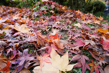 詩仙堂の紅葉 / Shisendo