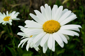 Big white camomile on a background of greenery close-up. Flower card