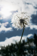 White fluffy dandelion flower on a background of blue sky with clouds