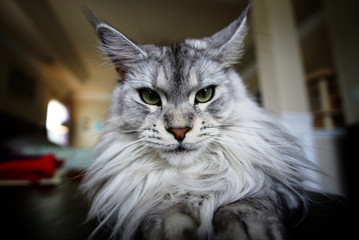 Maine Coon Cat