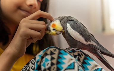 Girl petting a pet cockatiel bird showing love