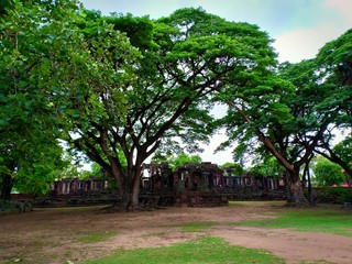Big tree