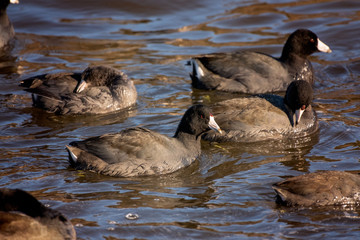 American Coot, Fulica americana, swimming in the water