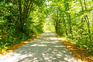 緑豊かな森の大自然