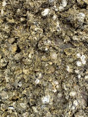 Oysters