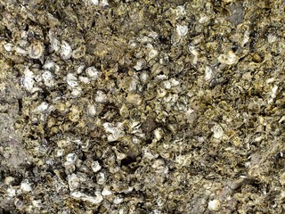 Oysters