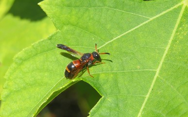 Tropical wasp on green leaf