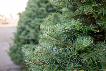 A closeup of branches and leaves of a fir Christmas tree at a tree lot.