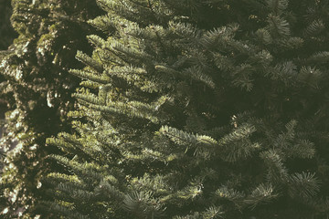 A rustic image of leaves and branches of a beautiful fir Christmas tree.