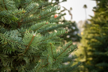 A closeup view of Christmas tree leaves and branches at a tree lot.