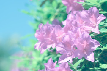 Azalea flowers at Keage Water Treatment Plant in Kyoto, Japan.