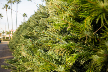 A row of fresh Christmas trees on display at a local tree lot.