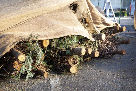 Several Cut Christmas Tree Trunks Are Covered By Burlap Material At A Tree Lot.