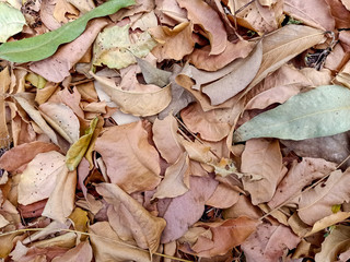 autumn leaves on ground