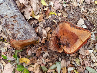 mushrooms in the forest