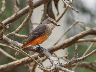 A specimen of the Pyrocephalus rubinus bird in South America