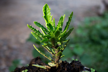 flora