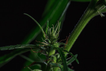 Thematic photos of hemp and marijuana Green leaf