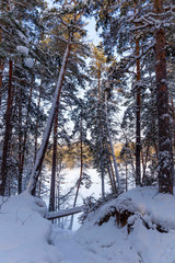 winter forest
