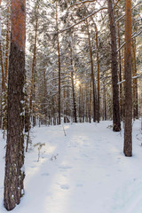 forest in winter