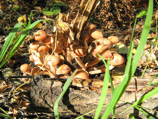 mushrooms in forest