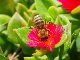 Close view of bee on flowers