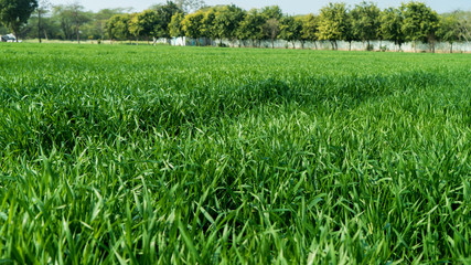 Fototapeta premium Wheat Field