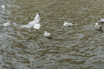 The seagull flies above the surface of the water. 4.