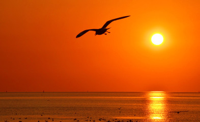 Beautiful sky on sunset or sunrise with flying birds to the sun, natural background