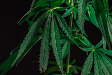 Thematic photos of hemp and marijuana Green leaf