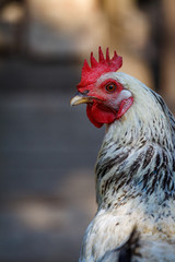Closeup of a rooster in the chicken coop in a farmyard